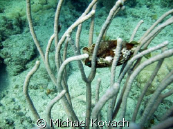 Puffer fish hiding on the inside reef at Lauderdale by th... by Michael Kovach 